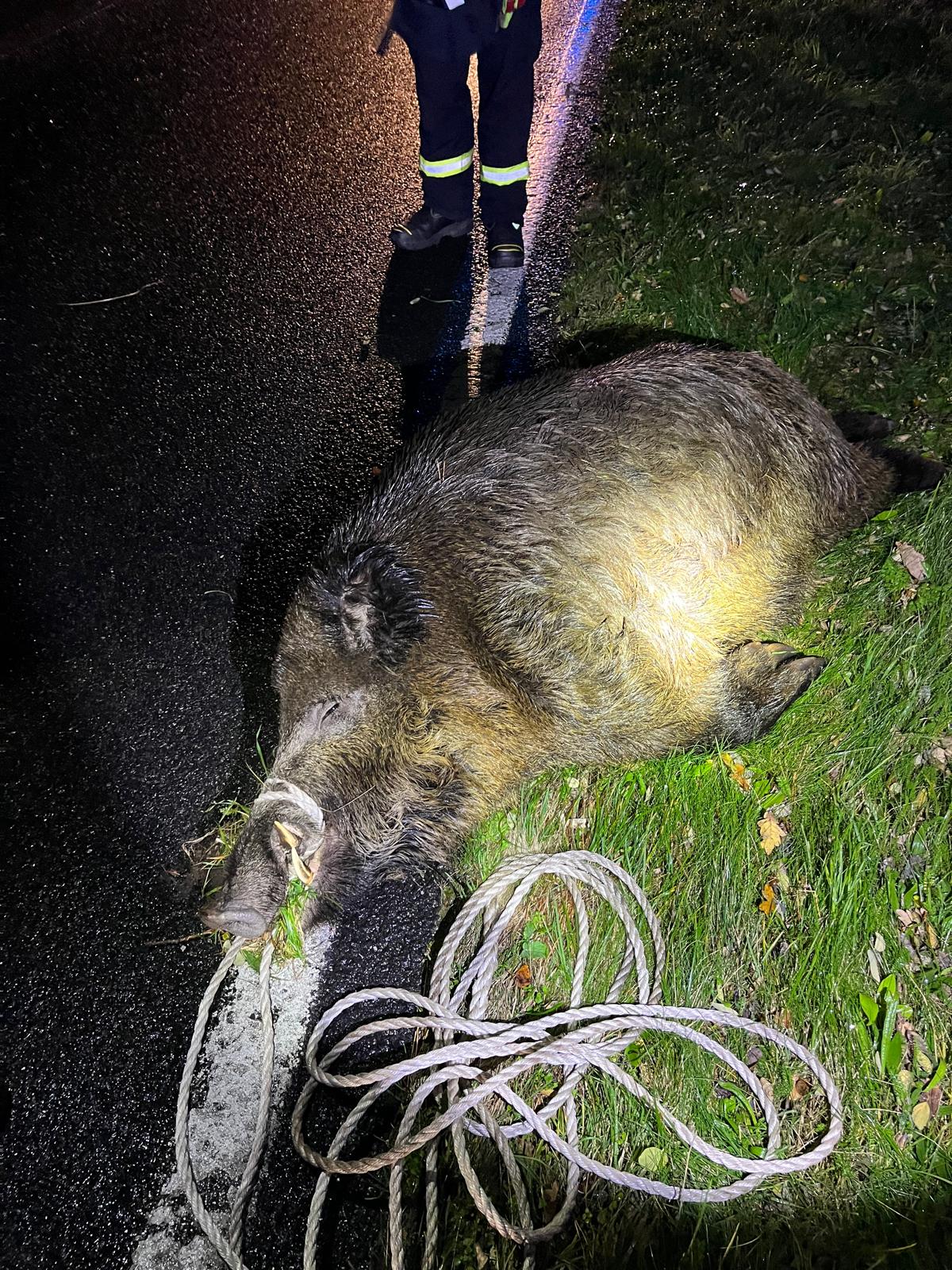Schulung | Verletzte und tote Wildtiere im Straßenverkehr · Bild 3