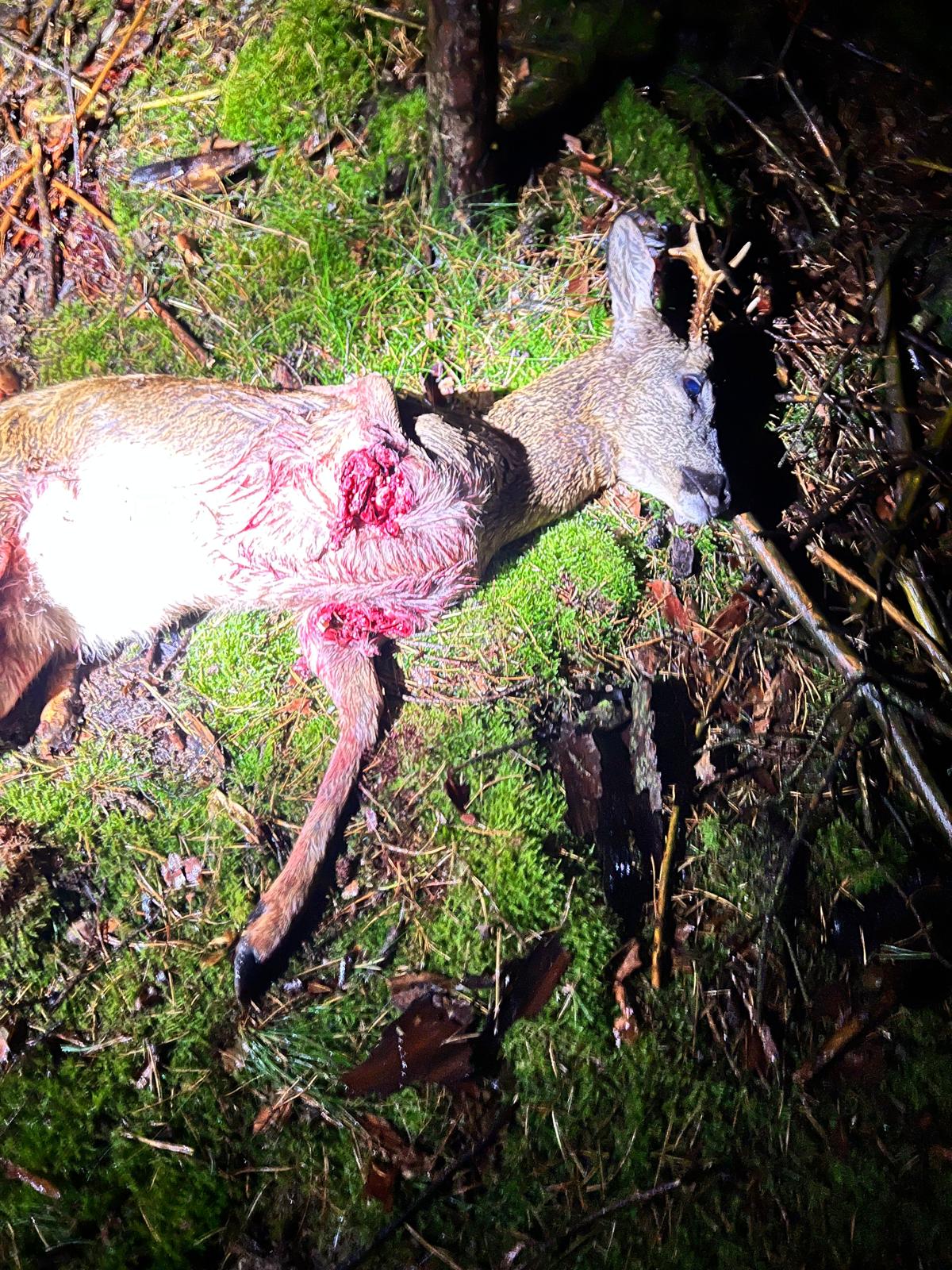 Schulung | Verletzte und tote Wildtiere im Straßenverkehr · Bild 4