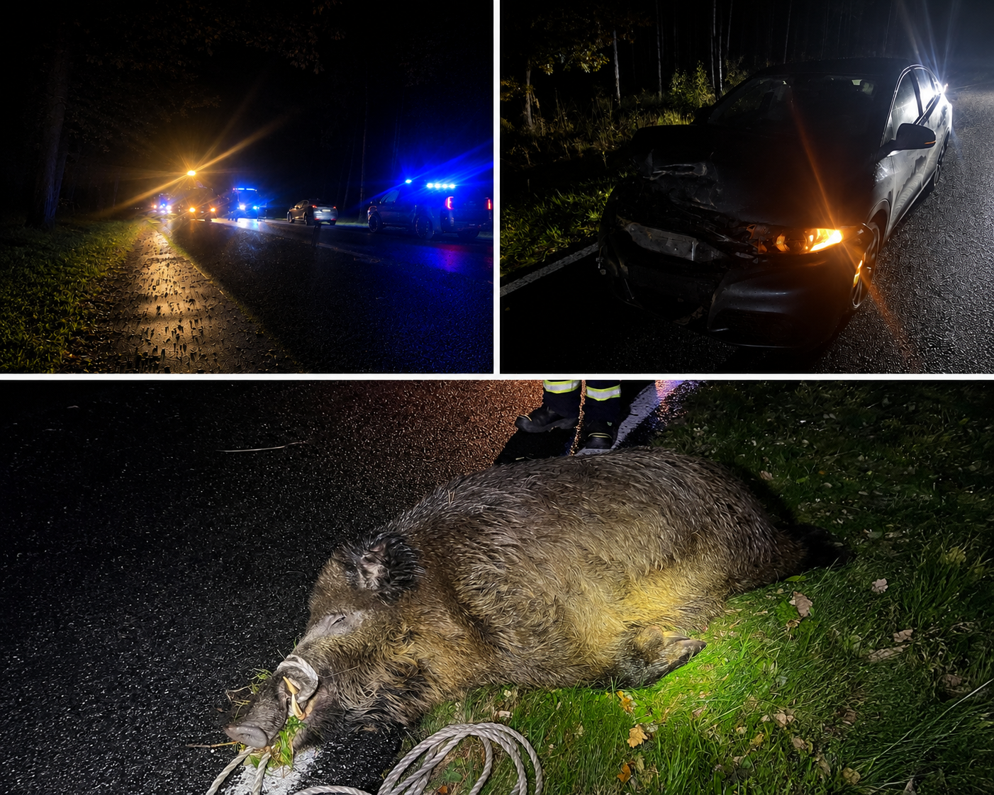 Schulung | Verletzte und tote Wildtiere im Straßenverkehr